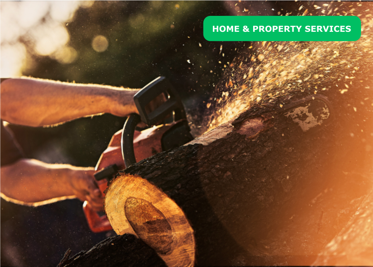 Tree Felling Safety: Why Professional Services Matter