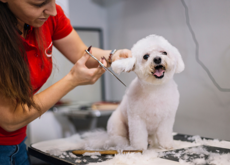 Pet Grooming: How Often Is Enough?