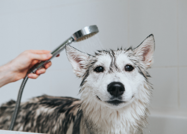 How to Choose a Pet Groomer for Spring and Summer
