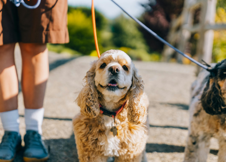 Finding a Reliable Dog Walker or Day-Care Service